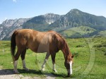 near salzburg20120604gal 18